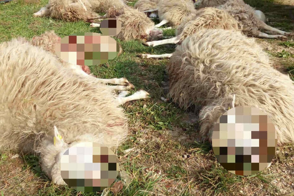 Fünf tote und zwei verletzte Tiere wurden im Landkreis Leipzig gefunden. (Symbolbild)