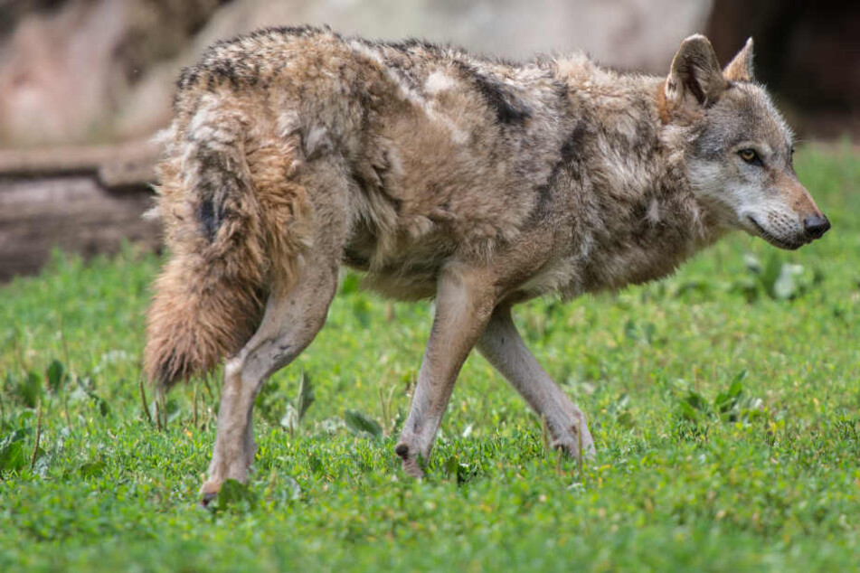 Ist wieder im Südwesten unterwegs: der Wolf. (Symbolbild)