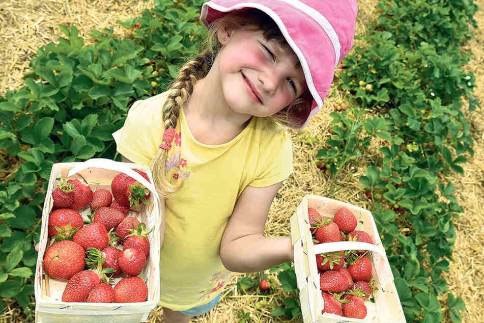 Für die Kinder der
Coswiger Kita „Zwergenland
Nieschütz“
ist die Erdbeer-Ernte
noch ein Spiel.
Aber für die sächsischen
Obstbauern ist
es oft ein Kampf um
die Existenz.
