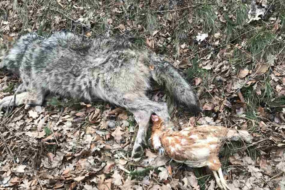 Dieser Wolf überlebte den Diebstahl eine Huhnes nicht.