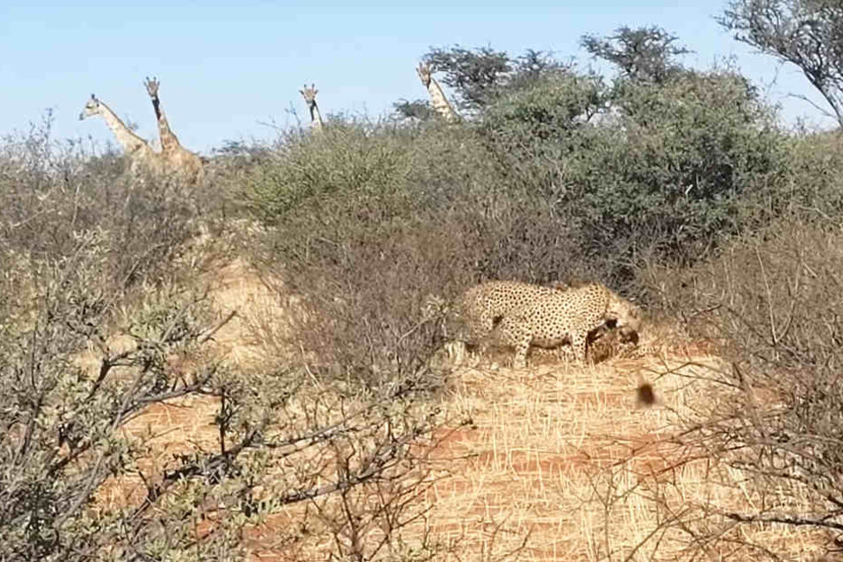 Die vier Giraffen konnten mit ihren langen Hälsen das Treiben gut beobachten.