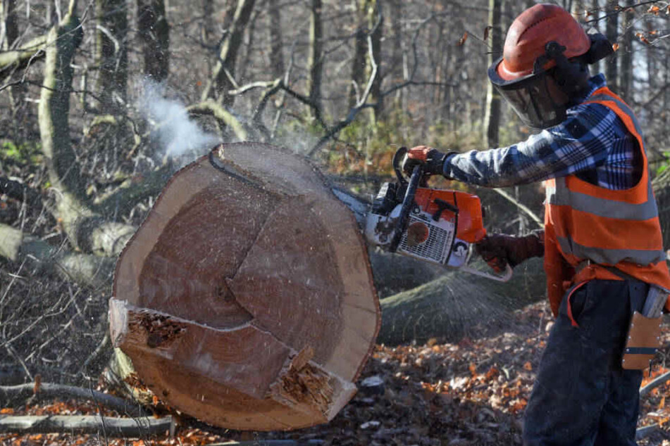Im Oktober hat das Oberverwaltungsgericht in Münster einen vorläufigen Rodungs-Stopp im Hambacher Forst verfügt.