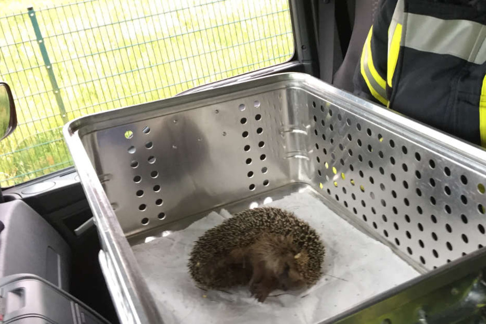 Völlig erschöpft musste der Igel nach der Rettungsaktion erst einmal ruhen.