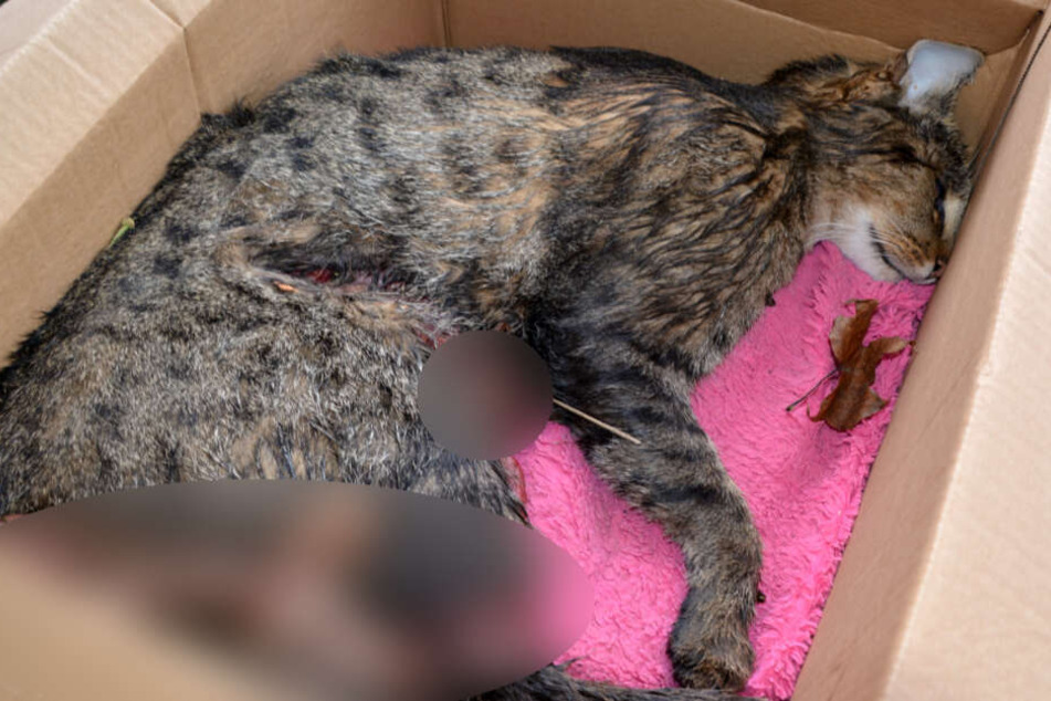 Ein grausiger Anblick: Kater "Muffin" wurde übel zugerichtet.