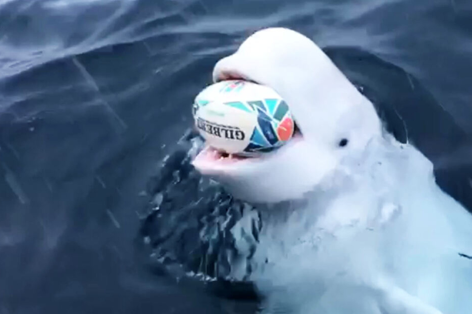 Dieser Wal spielt Rugby mit fremden Fischern - TAG24