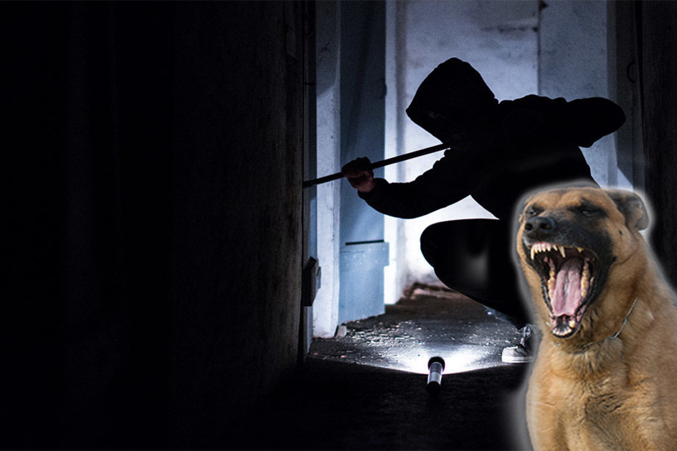 Polizeispürhund "Fighter von den Kranichteichen" lieferte den entscheidenden Beweis für die Beamten. (Symbolbild)