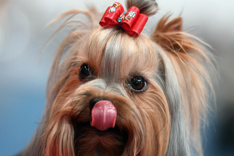 Der fünf Monate alte Yorkshire Terrier starb noch an der Unfallstelle (Symbolbild).