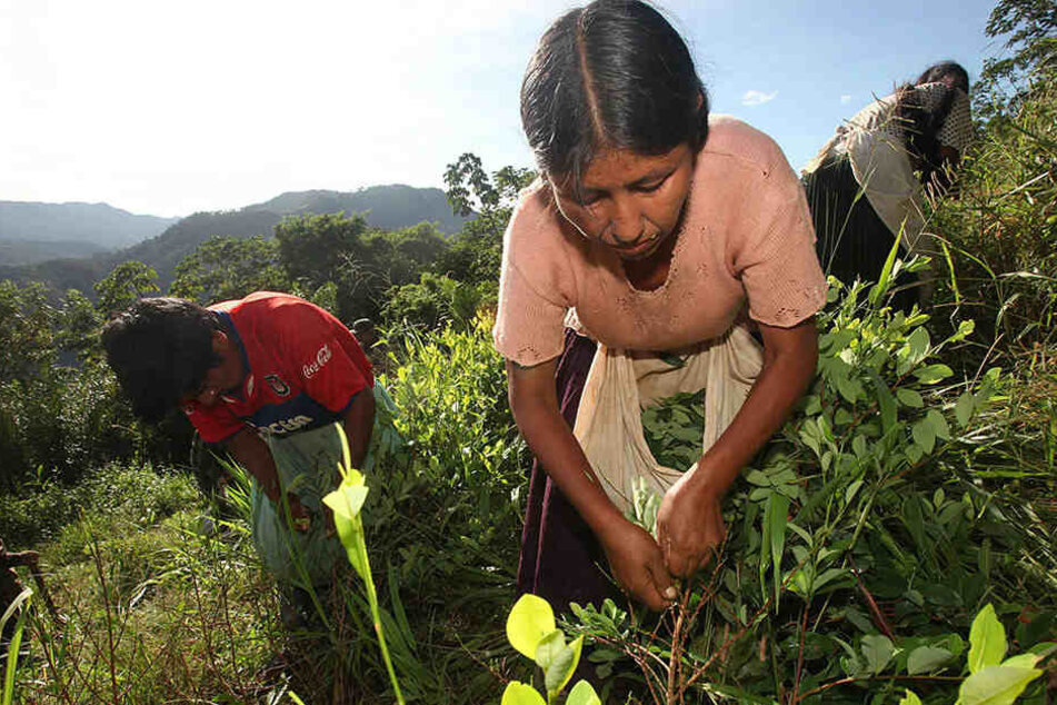 Ernte von Koka-Blättern auf einer Plantage.