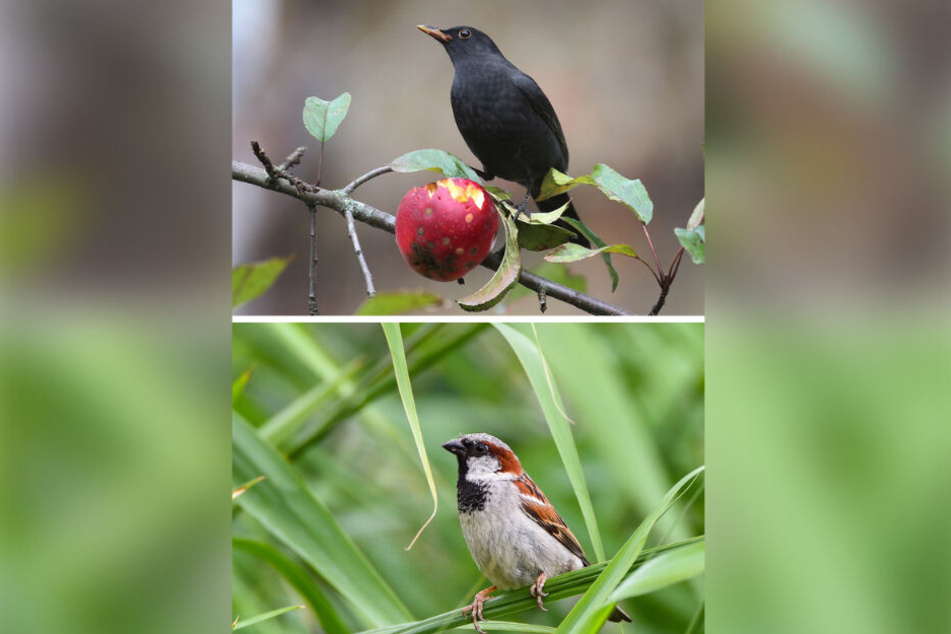 Hier sitzen eine Amsel (oben) und einen Sperling (unten) in der Natur. In Siedlungsgebieten sind die Lebensbedingungen für Vögel mittlerweile aber wohl besser als auf Schleswig-Holsteins Feldern.
