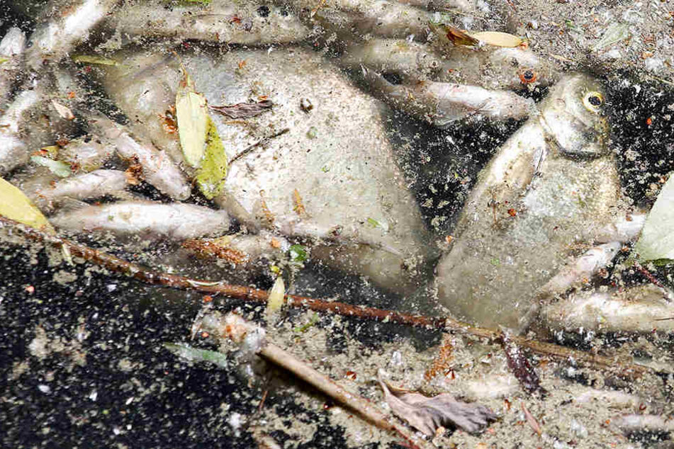 Der Sauerstoffgehalt im Wasser nimmt ab und bedroht die Fischbestände. (Archivbild)
