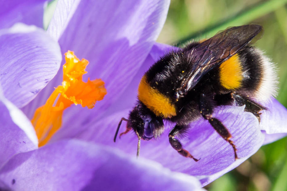Pünktlich zum Frühling suchen sich Hummel-Königinnen einen Nistplatz. Das kann für manche Tiere lebensgefährlich werden.