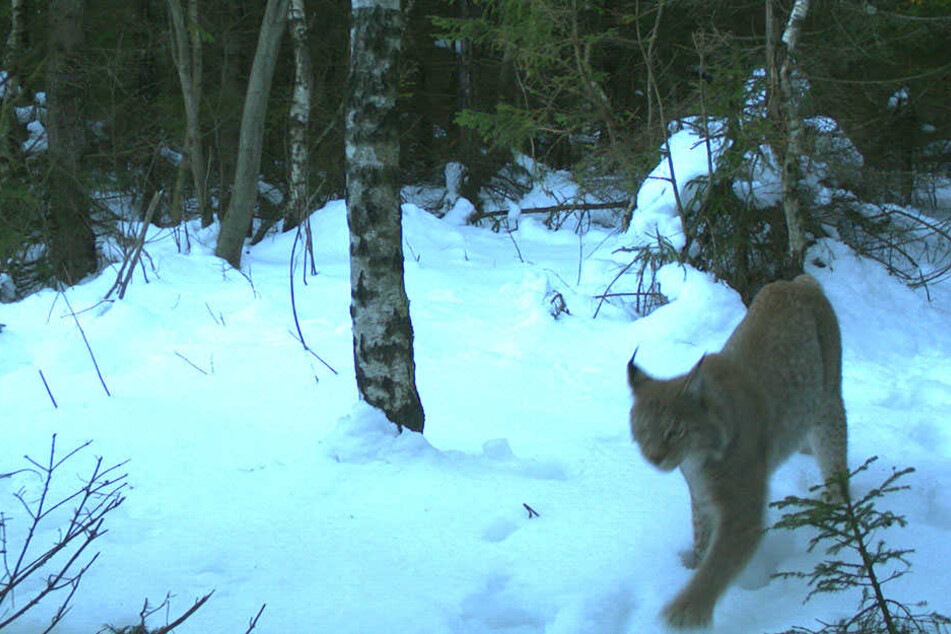 Hier wurde ein Luchs im Erzgebirge abgelichtet.