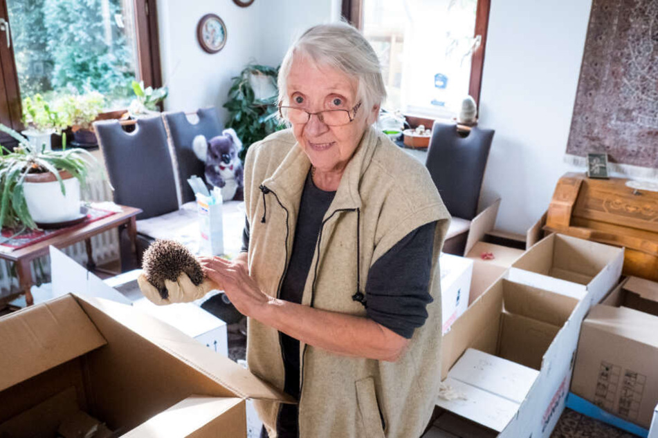 Ingeborg Bauermeister päppelt in ihrem Wohnzimmer den Igel-Nachwuchs auf.