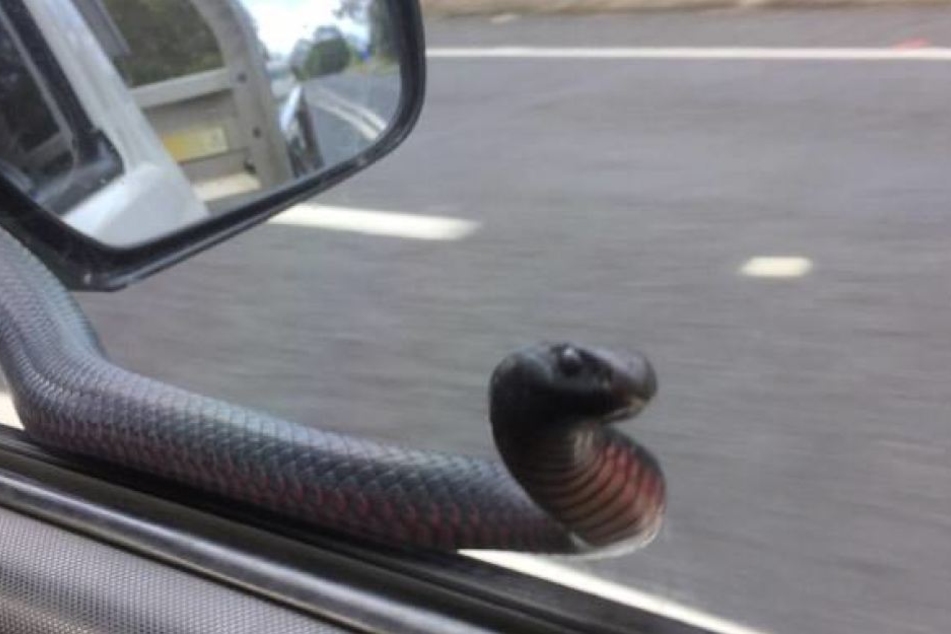 Die Rotbäuchige Schwarzotter schlängelte sich direkt am Autofenster entlang.