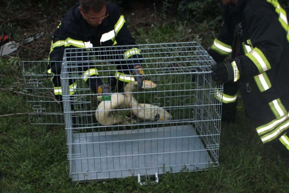 Die Feuerwehr konnte die Schlange einfangen. Die Polizei sucht nun nach ihrem Besitzer.