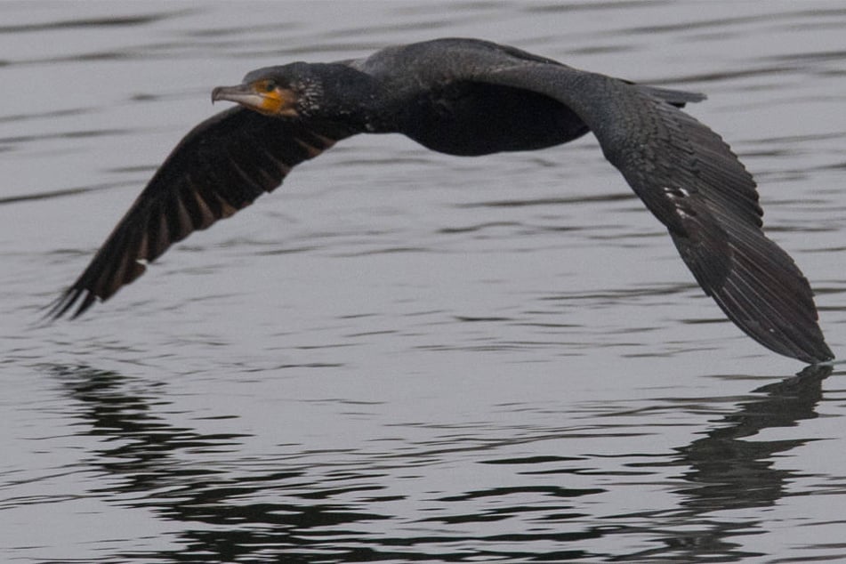 Ein Kormoran gleitet über das Wasser.