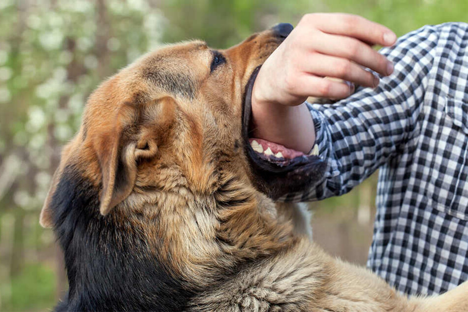 Ein freilaufender Hund fiel gleich zwei Menschen an. (Symbolbild)