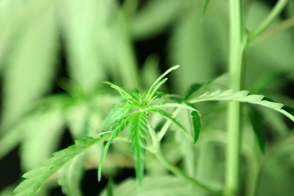 Cannabis kann bei der Behandlung von HIV eingesetzt werden.