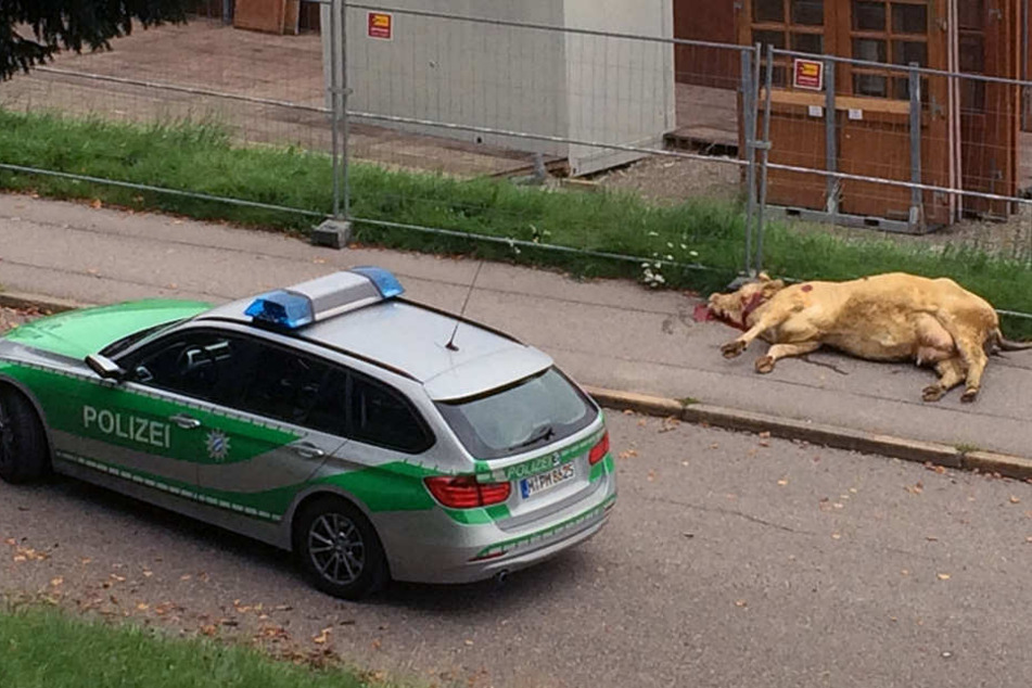 Die Flucht einer Kuh endete in Bayern tödlich: Das Tier hatte eine Joggerin attackiert.