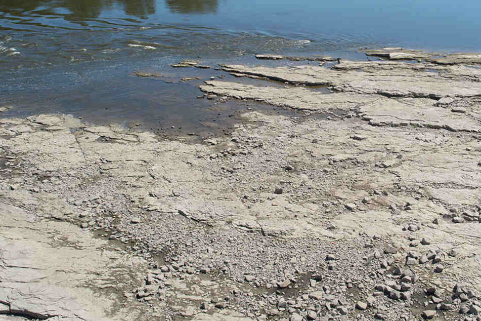 Viele Gewässer in Sachsen haben derzeit extremes Niedrigwasser. (Archivbild)