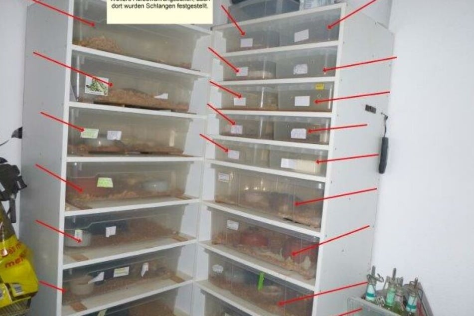 In der Wohnung fanden die Polizisten etliche Boxen mit Reptilien.