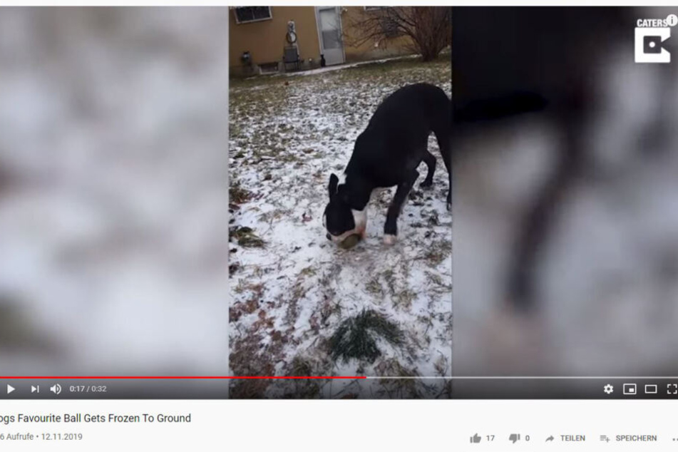 Der Hund versteht nicht, was mit dem Ball nicht stimmt.
