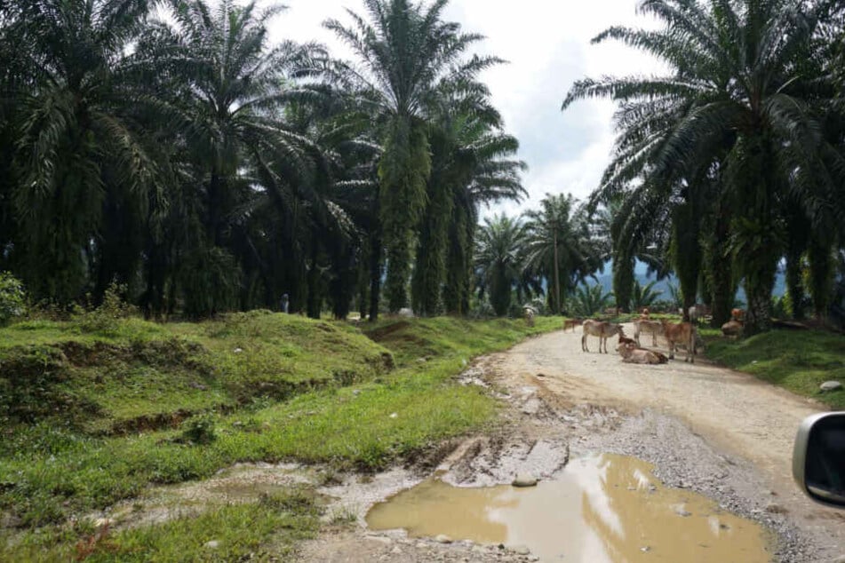 Stundenlang fährt man durch Palmöl-Plantagen auf Sumatra, Indonesien.