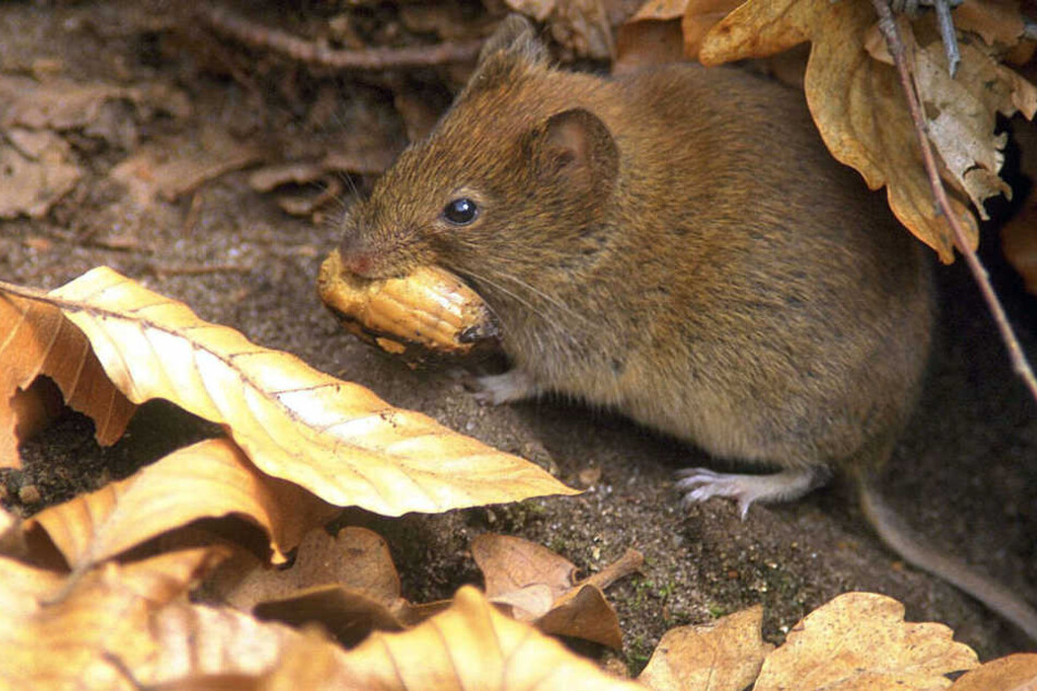 Überträgt das Hantavirus: die Rötelmaus. (Symbolbild)