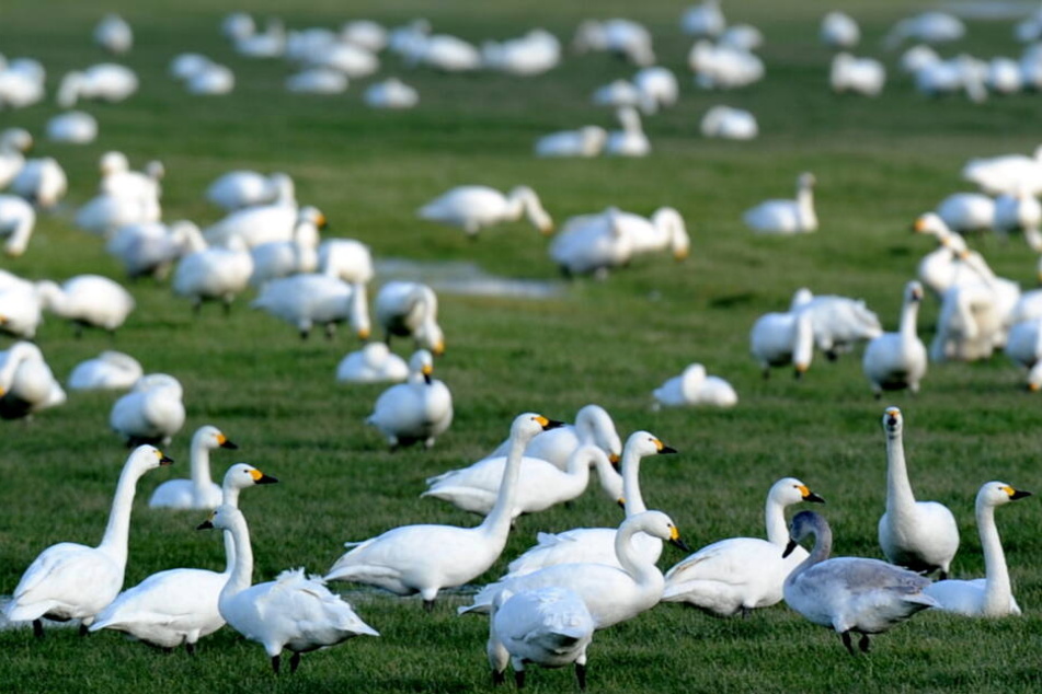 Wilde Zwergschwäne rasten auf einer Wiese, bevor es für sie weiter nach Sibirien geht.