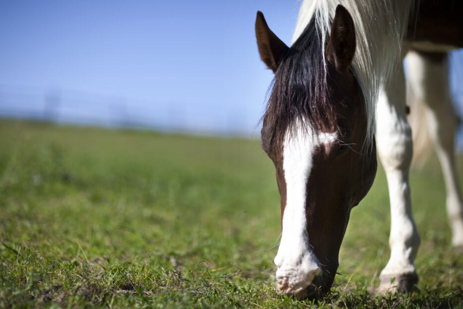 Das Pferd hatte auf der Weide gestanden, als der Täter zuschlug. (Symbolbild)