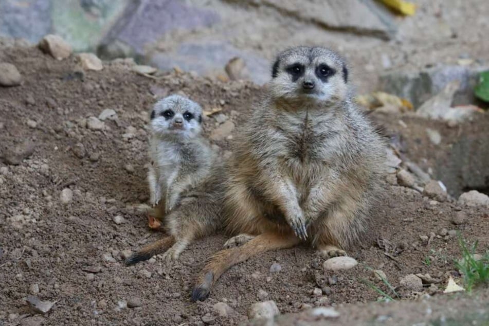 Tierischer Nachwuchs im Chemnitzer Tierpark. Die Erdmännchen haben erstmalig ein Jungtier zur Welt gebracht.