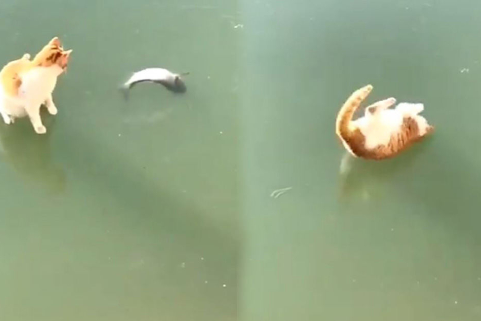Die Katze versucht vergeblich den im See festgefrorenen Fisch zu fangen.