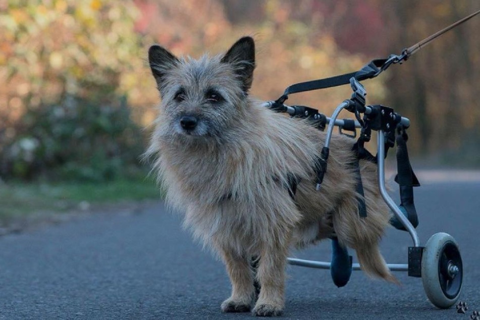 Dank der Hilfe des Tierrefugiums kam Benny an einen Rollstuhl und lebt nun bei den Betreibern.