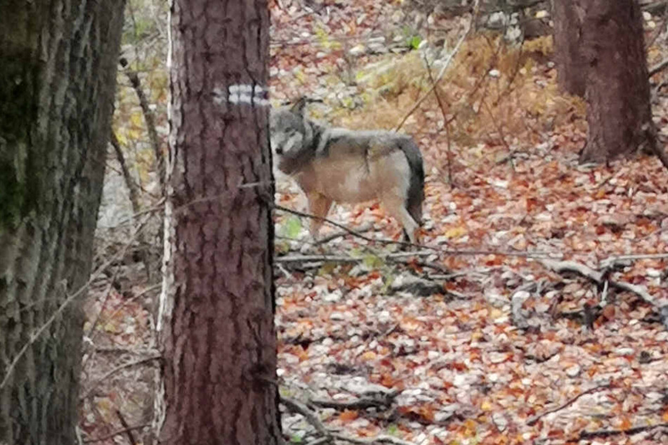 Dieses Bild hat eine Jägerin in Hünxe am Niederrhein geschossen.