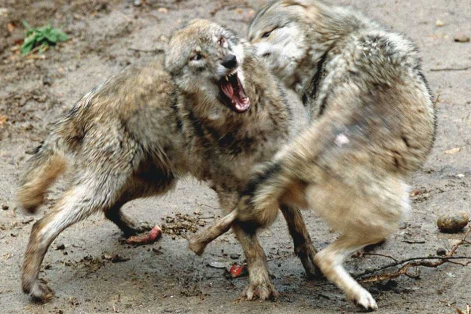 Vermutlich bei einem Wolfskampf ist einer der Kontrahenten getötet worden (Symbolfoto).