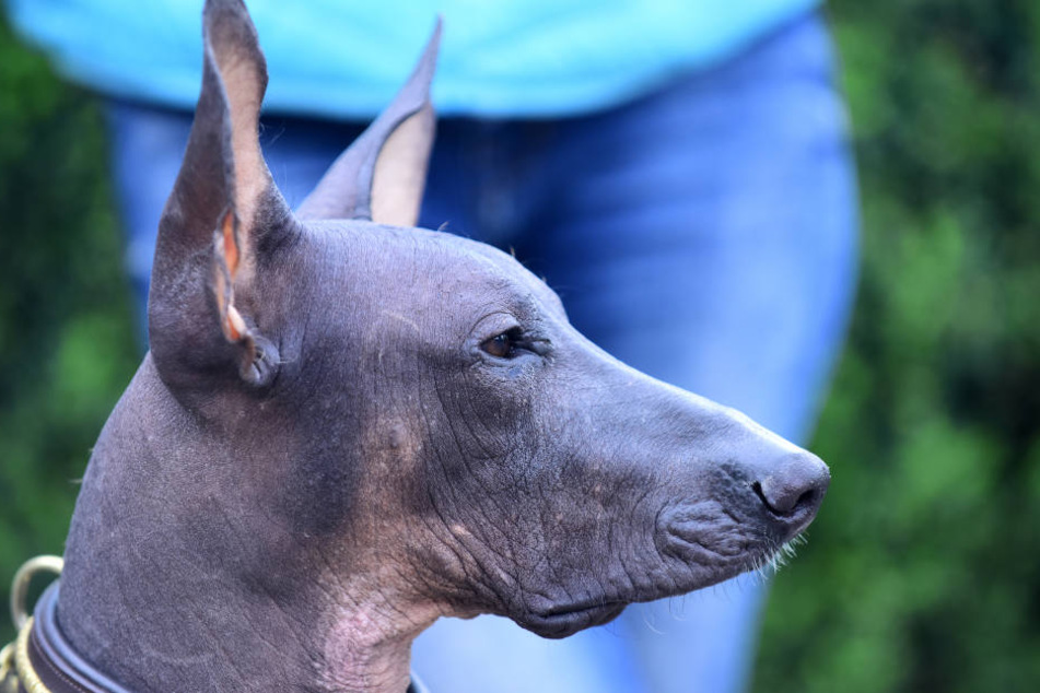 Hunde der Rasse Xoloitzcuintle haben in manchen Fällen gar kein Fell.