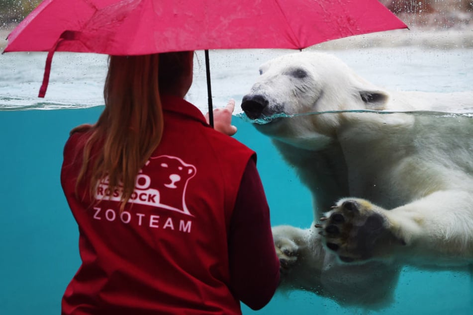 Der Eisbärin Noria schwimmt in einem Becken des neuen Polarium im Rostocker Zoos.