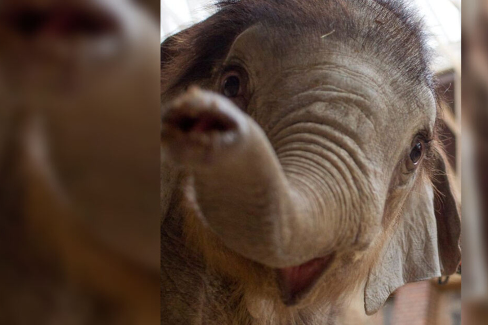 Das kleine Kalb wiegt inzwischen deutlich über 100 Kilo.