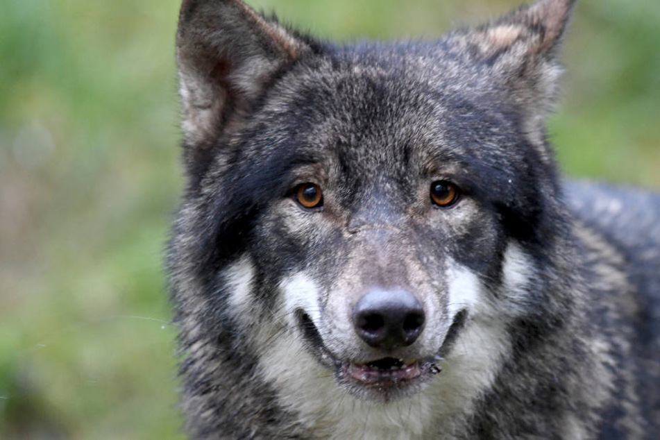 Es wäre der erste Wolf im Osten von Thüringen. (Symbolbild)