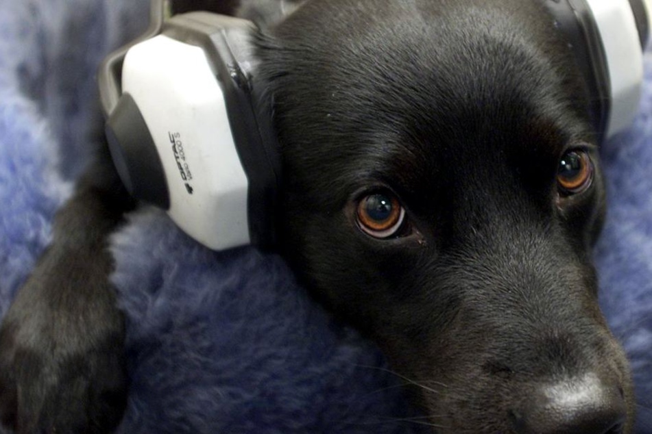 Silvester ist für die meisten Hunde ein "harter" Tag.