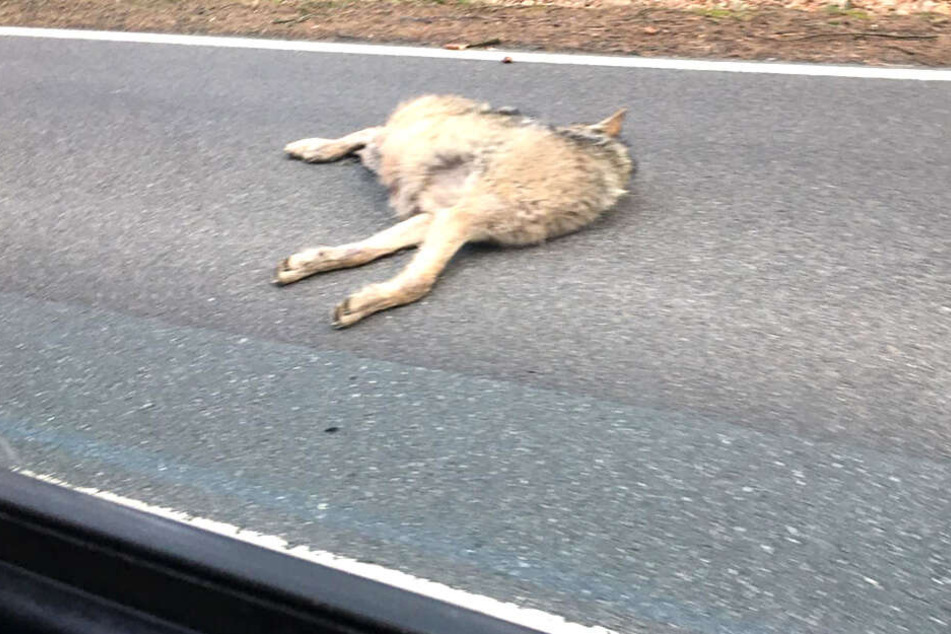 Das Tier lag leblos auf der Straße.