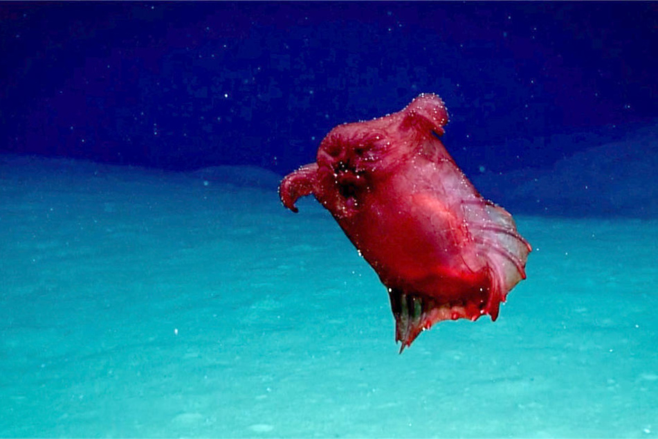 Dies ist eine bislang unbekannte Spezies, die auf den Namen "Kopfloses Hühnermonster" ("headless chicken monster") getauft wurde.