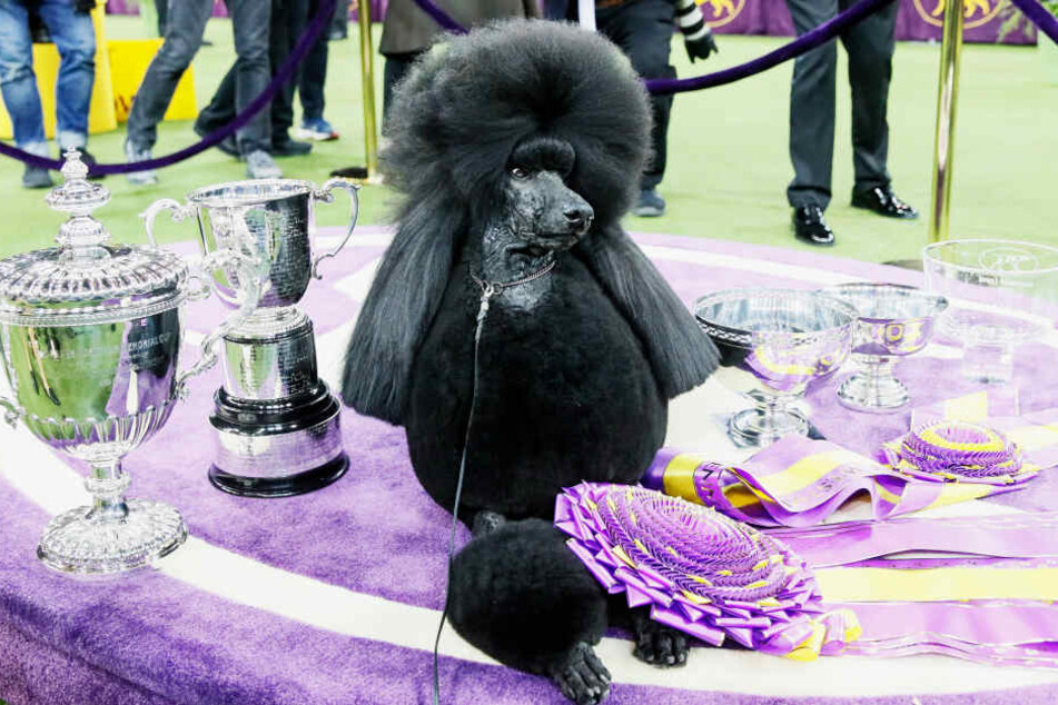 Siba posiert mit ihren neu gewonnenen Titeln und Trophäen.