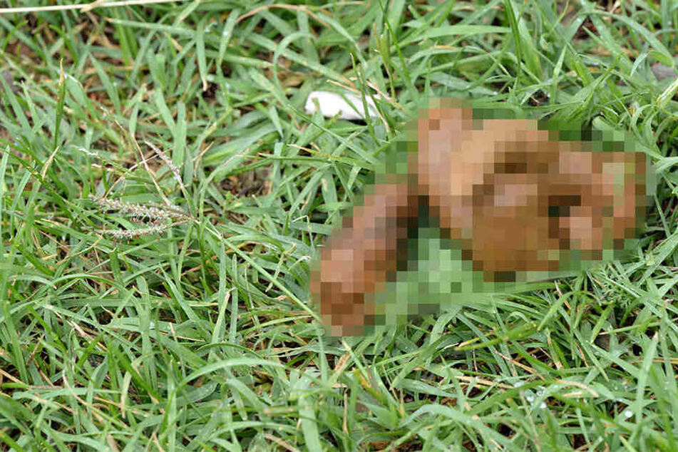 Nach verbalen Beleidigungen schnappte sich der Mann Hundekot und bewarf die beiden Passanten. (Symbolbild)