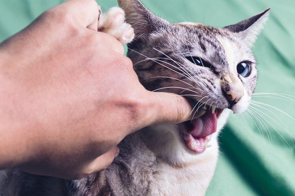 Ein Katzenbiss kostete einen Mann aus Großbritannien das Leben. (Symbolbild)