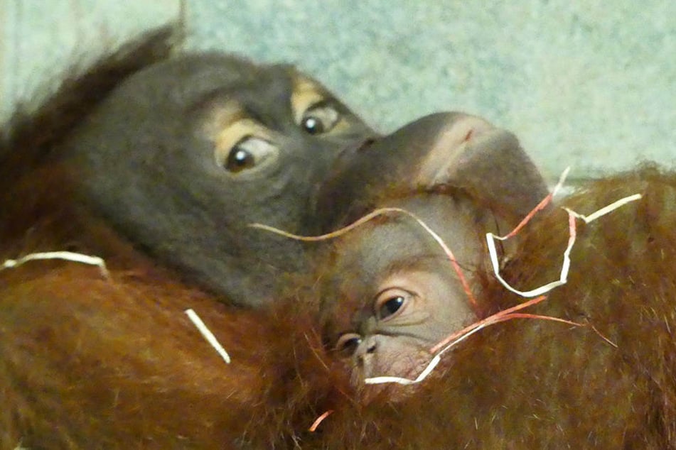 Orang-Utan-Dame Raja zeigt sich verkuschelt mit ihrem Nachwuchs.