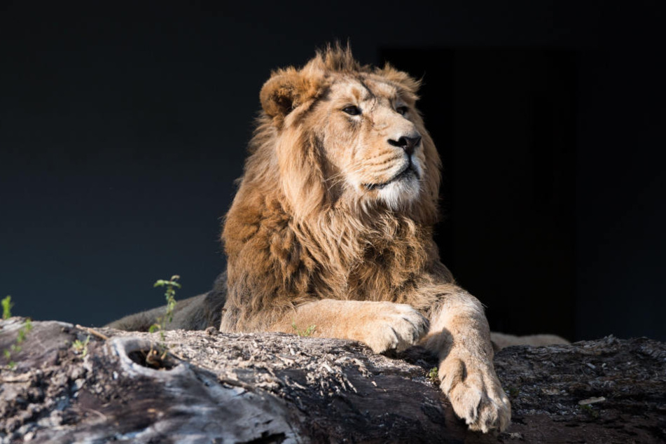 Im Frankfurter Zoo gibt es bald einen asiatischen Löwen zu bestaunen. (Symbolbild)