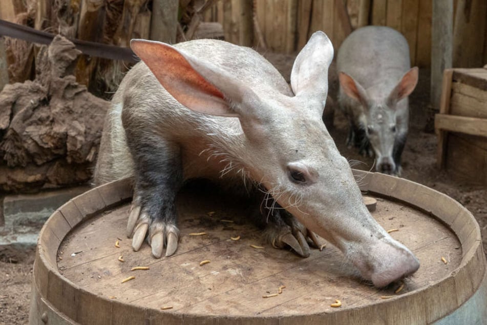 Dobby ist das erste Erdferkel-Männchen im Kölner Zoo.
