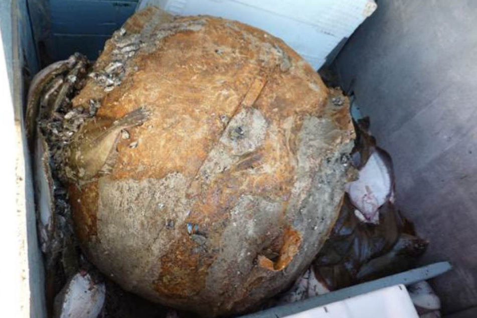 Diese dicke Seemine zappelte in der Ostsee vor Hiddensee im Fischernetz der "Sirius".