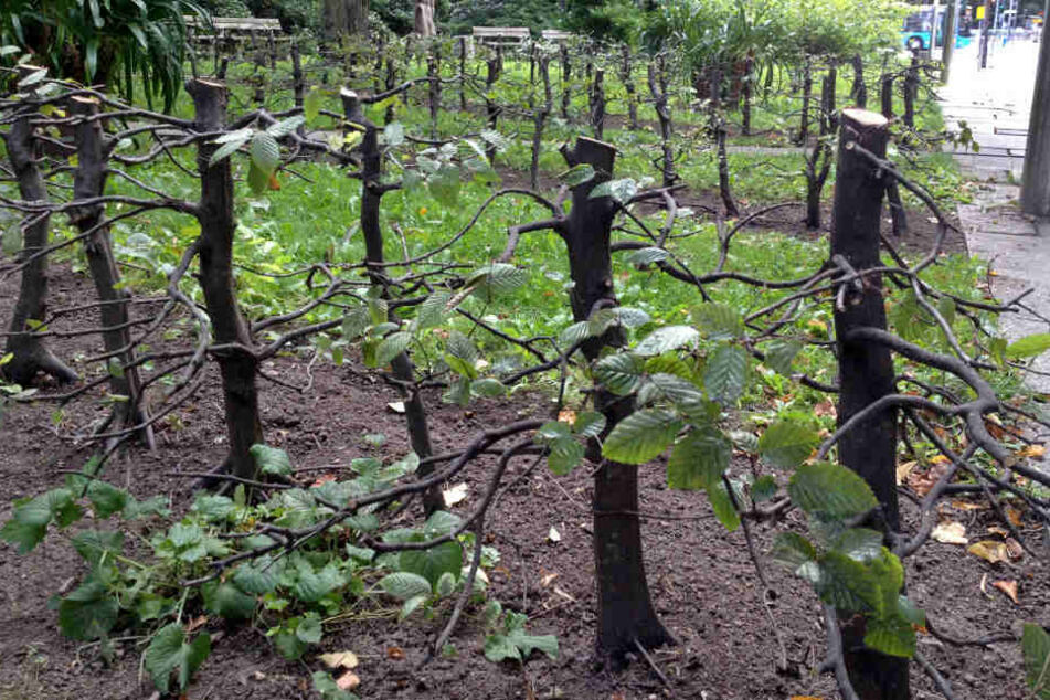 Die Hecken im Stadthallenpark wurden bis auf wenige Äste zurückgeschnitten.
